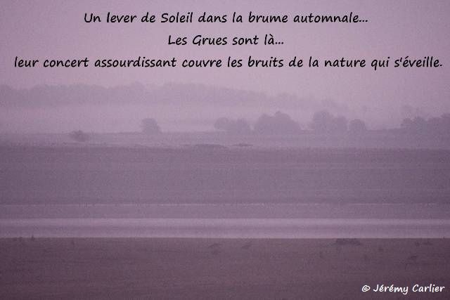 b05_Lac du Der-026txngw_GF.jpg